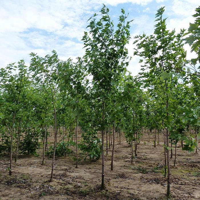 Клен сахарный (серебристый)