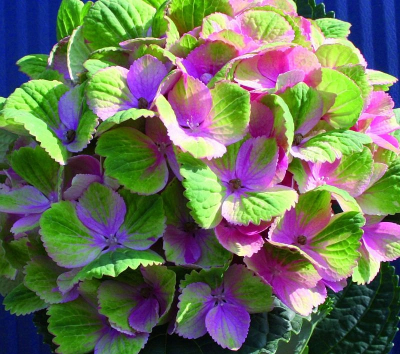 Гортензия крупнолистная 'Мэджикал'