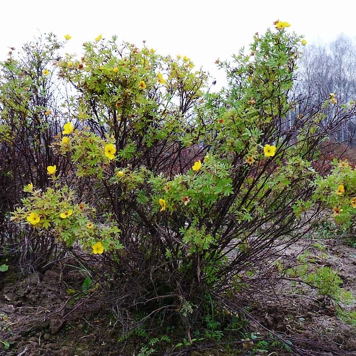 Лапчатка кустарниковая 'Голд Теппич'