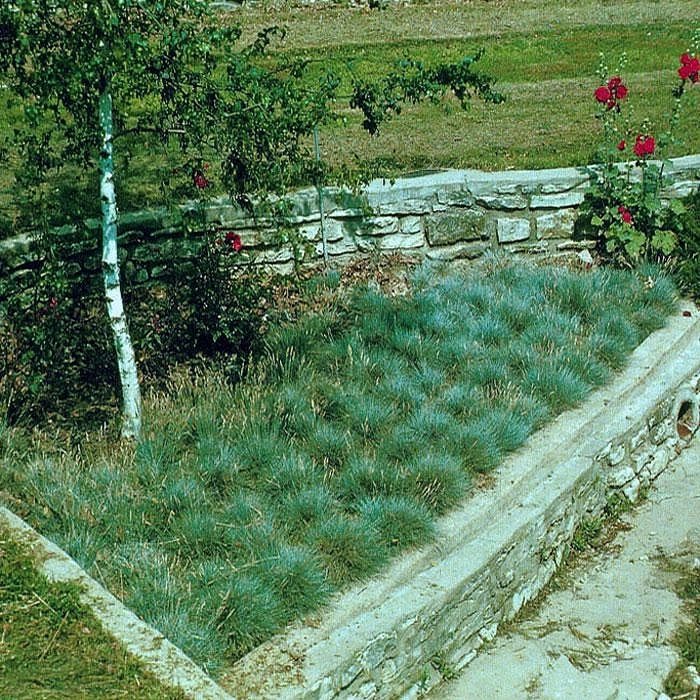 Овсяница сизая Варна