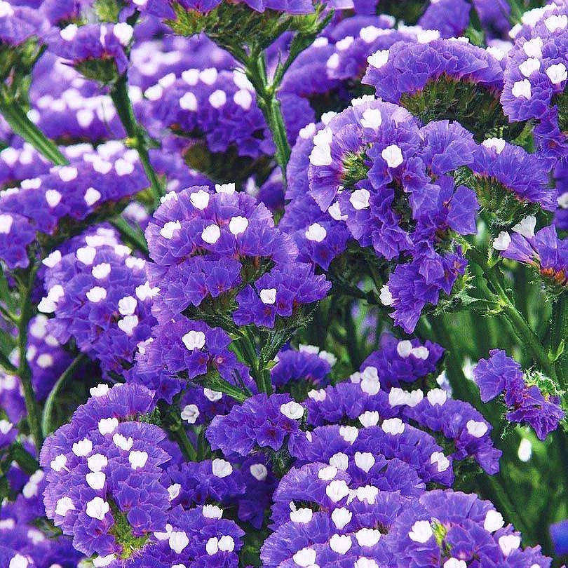 Семена Статица