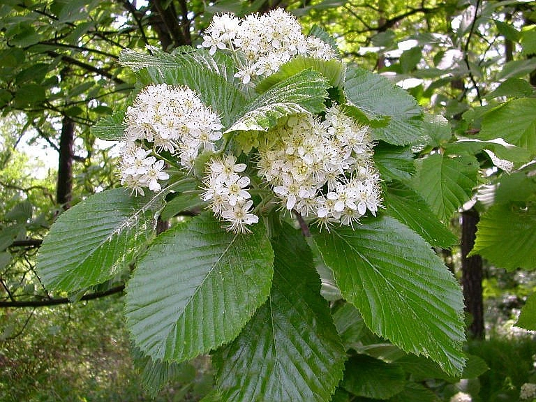 Рябина мучнистая 'Магнифика'