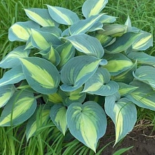 Хоста гибридная (вздутая, волнистая) 'Катерина'