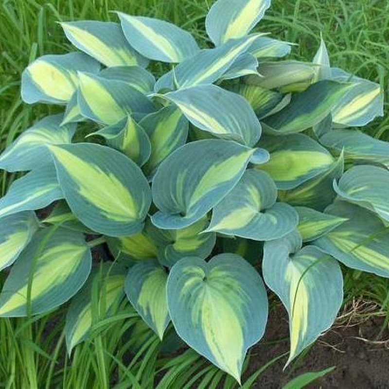 Хоста гибридная (вздутая, волнистая) 'Катерина'