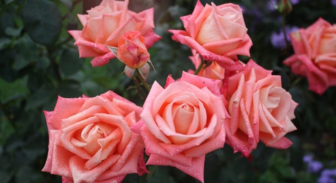 Роза 'Коника' (чайно-гибридная) (кораловая)