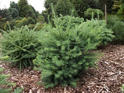 Лиственница тонкочешуйчатая (Кемпфера, японская) 'Грей Перл'