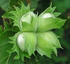 Фундук 'Тамбовский ранний'