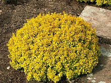 Барбарис Тунберга 'Анна'