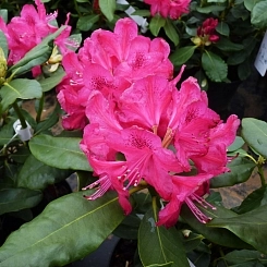 Рододендрон гибридный 'Нова Зембла' (малиново-пурпурный) Рододендрон гибридный 'Нова Зембла' (малиново-пурпурный)