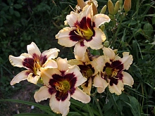 Лилейник гибридный 'Мунлайт Маскарад'