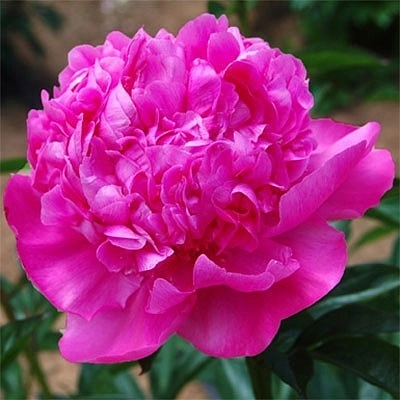 Пион молочноцветковый 'Себастьян Маас' (малиновый)