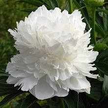 Пион молочноцветковый 'Уайт Дабл' (белый)