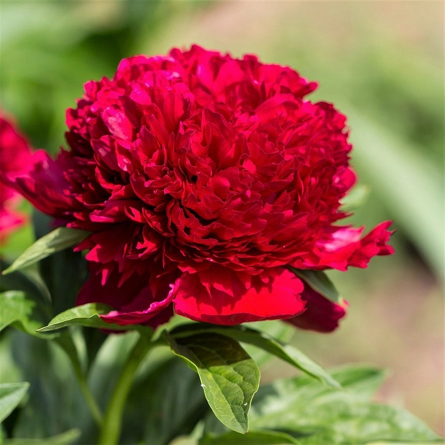 Пион молочноцветковый 'Ред Чарм' (красный)