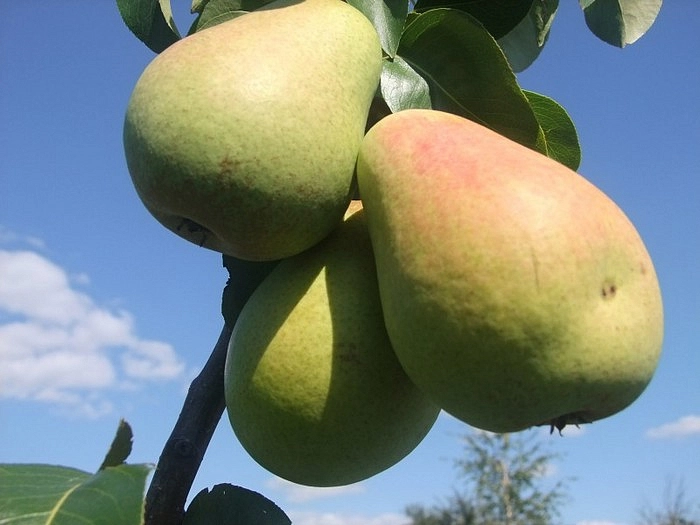 Груша 'Московская ранняя'