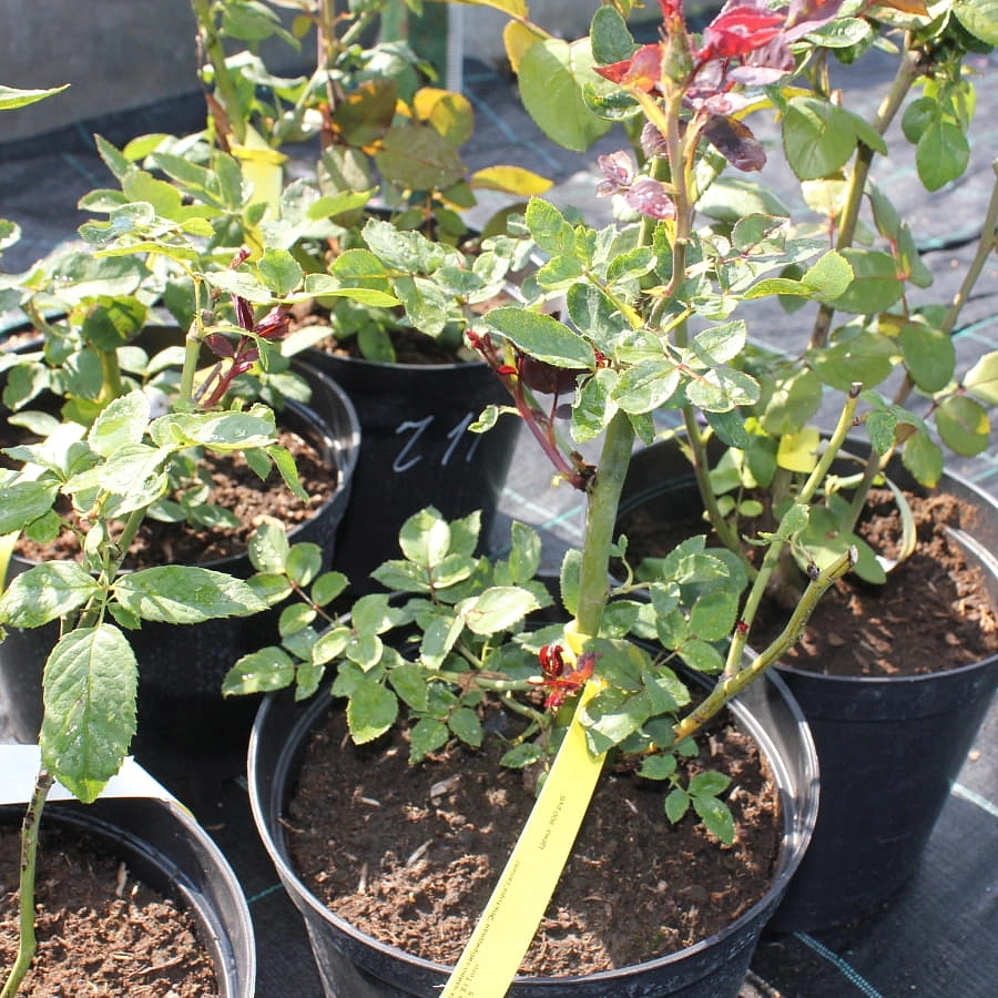 Роза Эль Торо (El Toro)