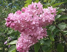 Сирень обыкновенная 'Принц Волконский' (лилово - розовая)