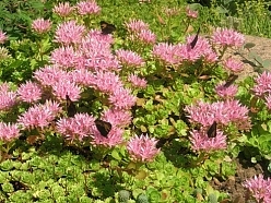 Седум ложный (Очиток) 'Розеум'