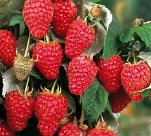 Малина 'Херитейдж'