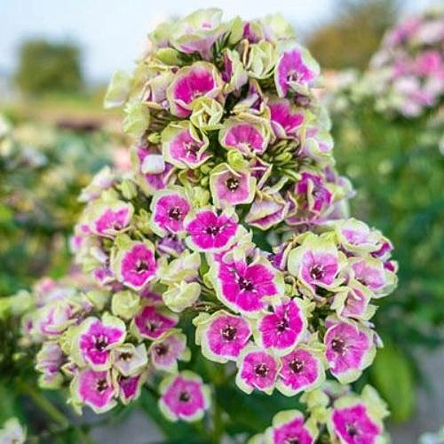 Флокс метельчатый 'Орхид Йеллоу'