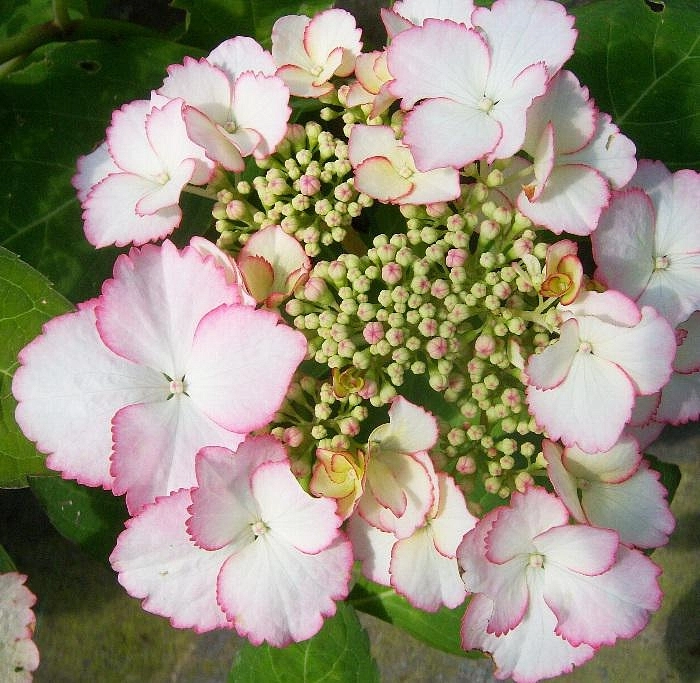 Гортензия крупнолистная 'Лов ю Кисс'