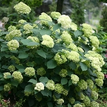 Гортензия древовидная 'Лайм Рики'