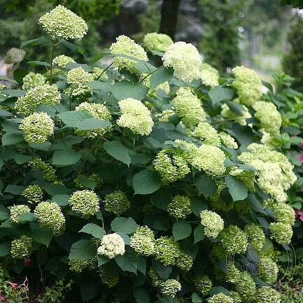 Гортензия древовидная 'Лайм Рики'