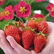 Земляника (клубника) 'Тоскана'