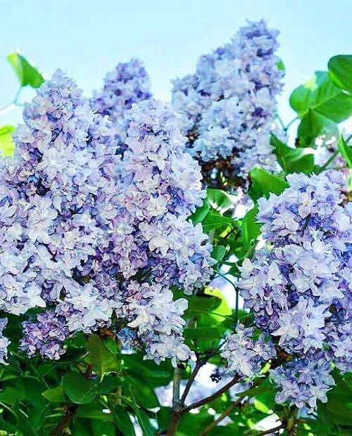 Сирень обыкновенная 'Вечерняя Москва' (голубовато-лиловая)