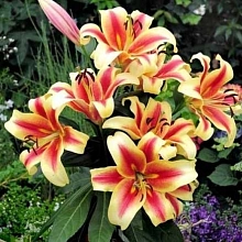 Лилия 'Шокинг' (оранжево - красная)