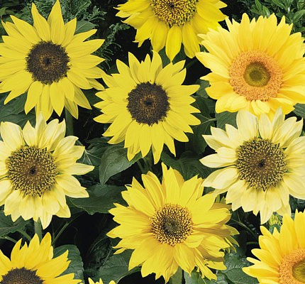 Подсолнечник 'Пачино' (желтый, микс)