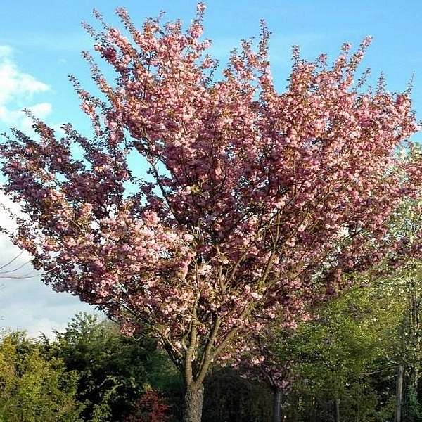 Вишня мелкопильчатая (сакура) 'Канзан'