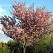 Вишня мелкопильчатая (сакура) 'Канзан'