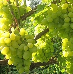 Виноград 'Восторг'