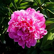 Пион молочноцветковый 'Прери Принцесс'