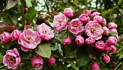 Яблоня декоративная 'Бренди Мэджик'