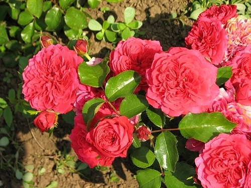 Роза 'Хеллоу' (шраб) (малиново - красная)