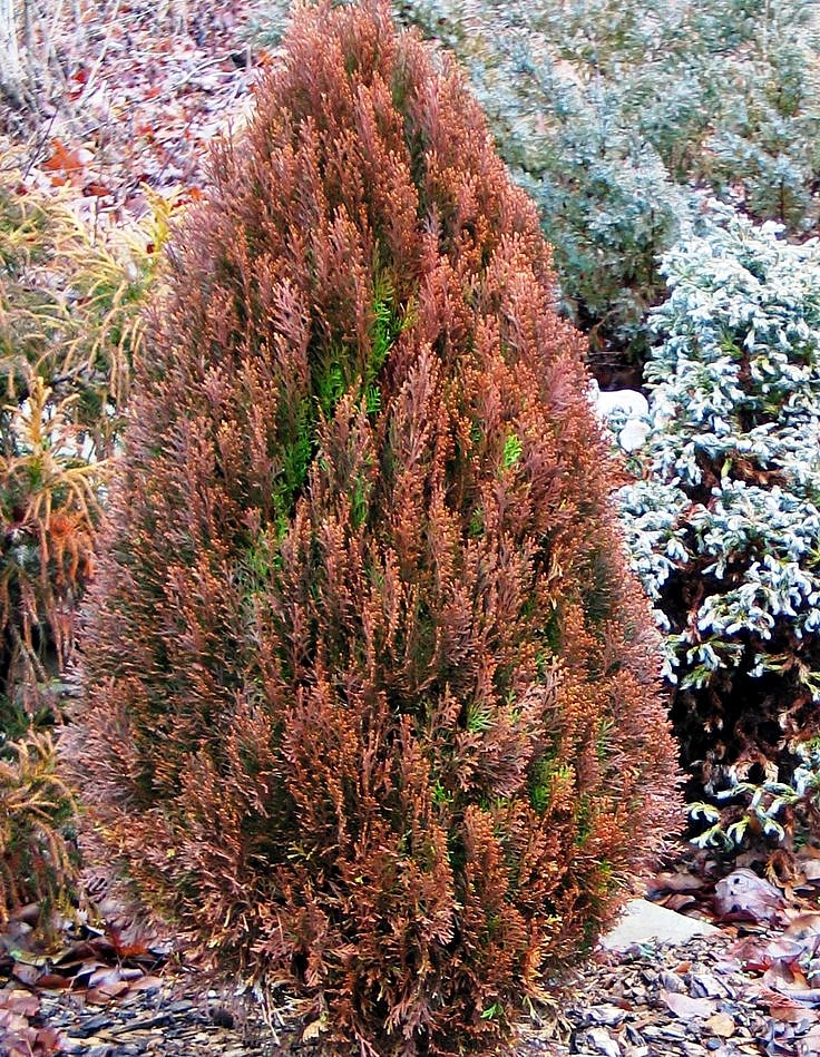 Туя восточная 'Морган'