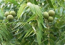 Орех грецкий