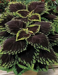 Колеус Блюма 'Конг Скарлет' (темно-красный с зелеными краями)