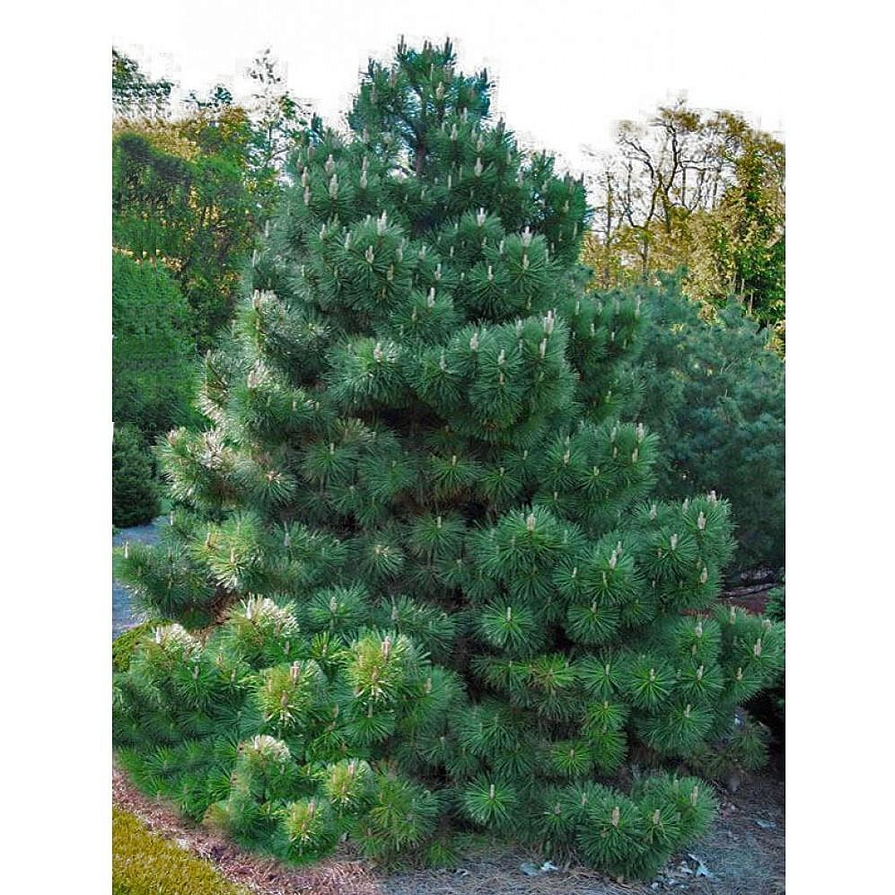 Сосна черная (крымская) (Палласа)