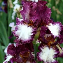 Ирис германский (бородатый) 'Джампинг'