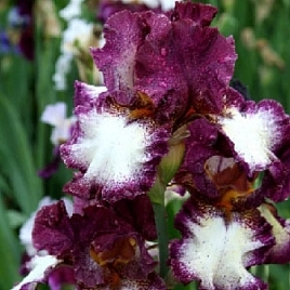 Ирис германский (бородатый) 'Джампинг'