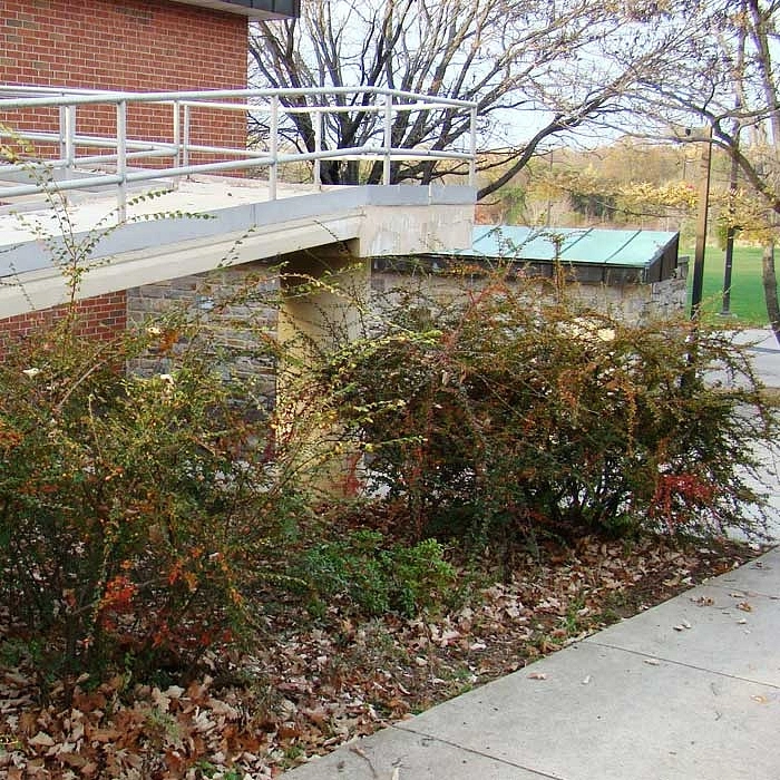 Кизильник растопыренный