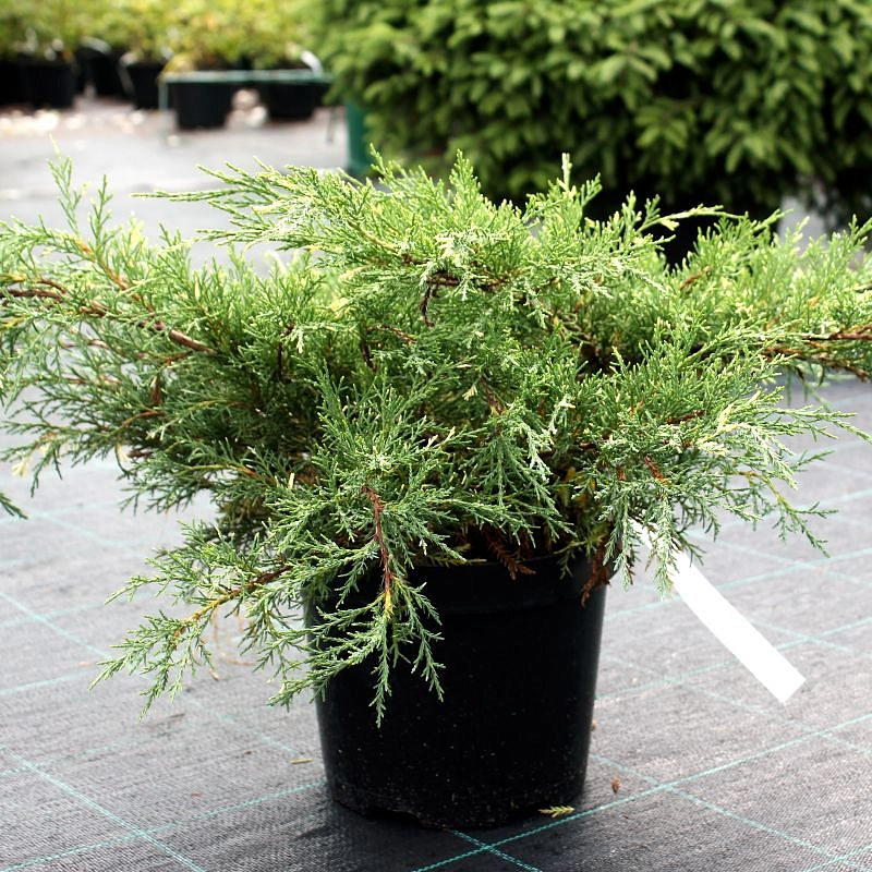 Можжевельник средний 'Уайт Сплаш'