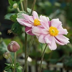 Анемона японская 'Кенигин Шарлотта'