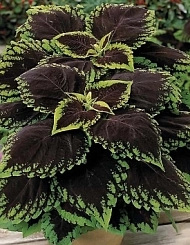 Колеус Блюма 'Конг Скарлет' (темно-красный с зелеными краями)