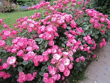 Роза 'Ангела' (флорибунда, шраб) (розовая)