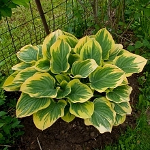 Хоста гибридная 'Клиффордс Форест Файр'