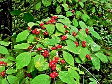 Жимолость лесная