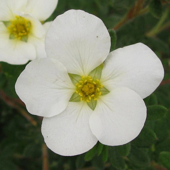 Лапчатка кустарниковая 'МакКейс Уайт'